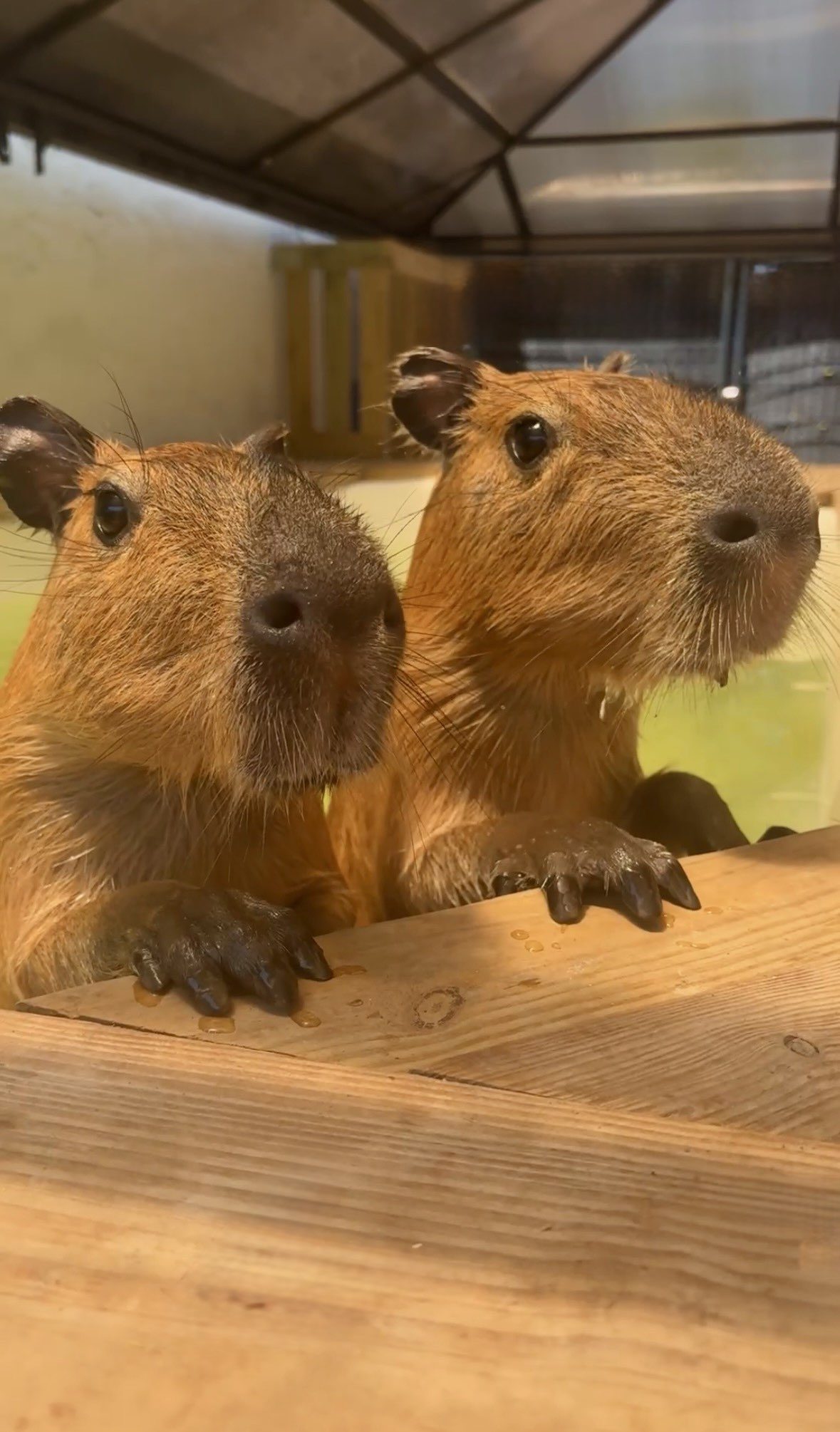 Two capybaras resting their paws on a wooden ledge