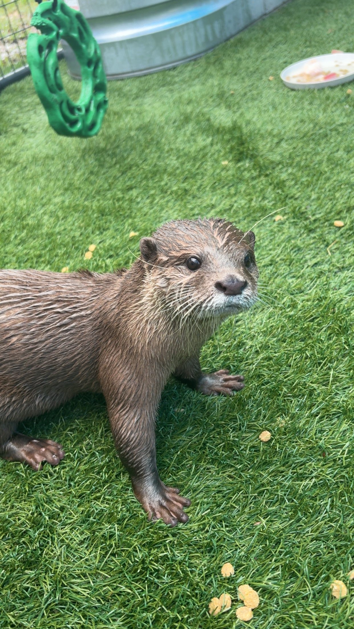 An Asian small-clawed otter on the grass looking up at the camera